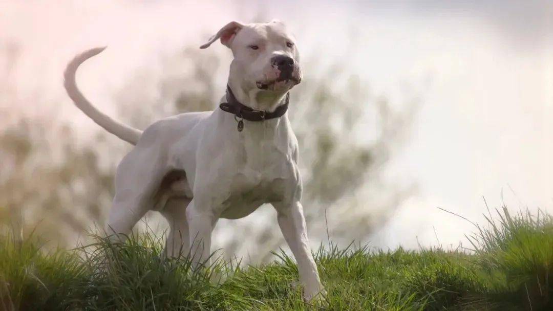 十大专属于男人的猛犬,其中一种被称为男人的保护神!