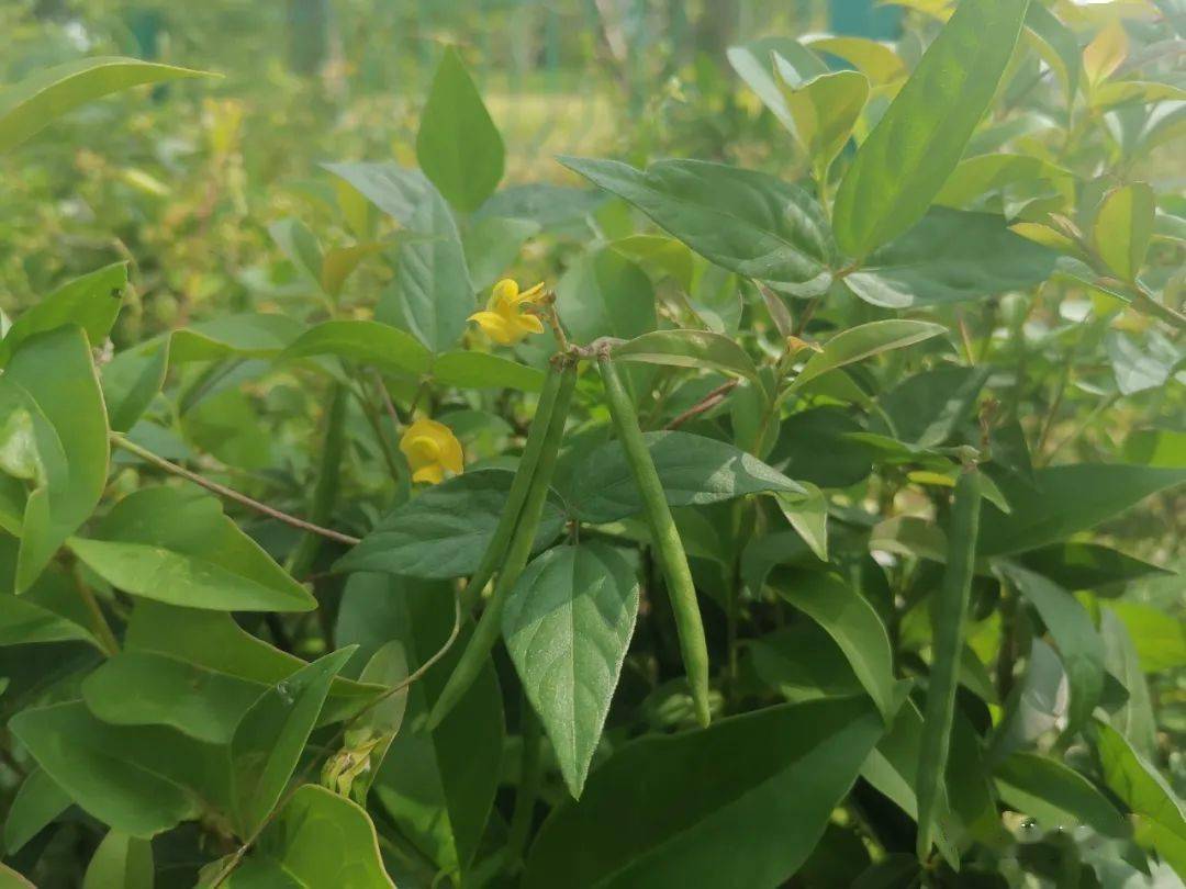 豆科植物——野豌豆花-中关村在线摄影论坛
