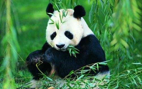为什么要保护熊猫