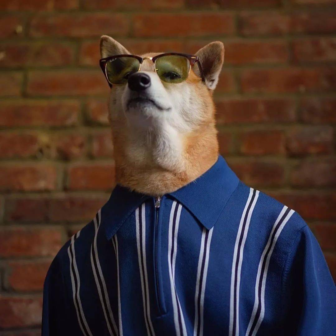 时尚|家住纽约、年仅四岁、年入百万？！？柴犬Bodhi实乃狗中富贵花