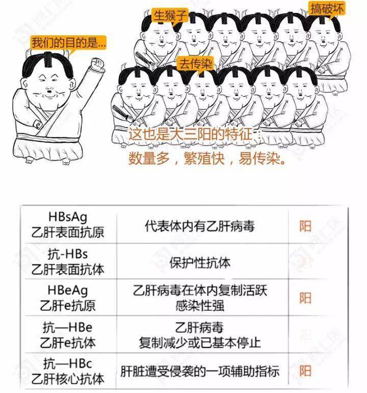 一文搞定 | 乙肝的形成过程