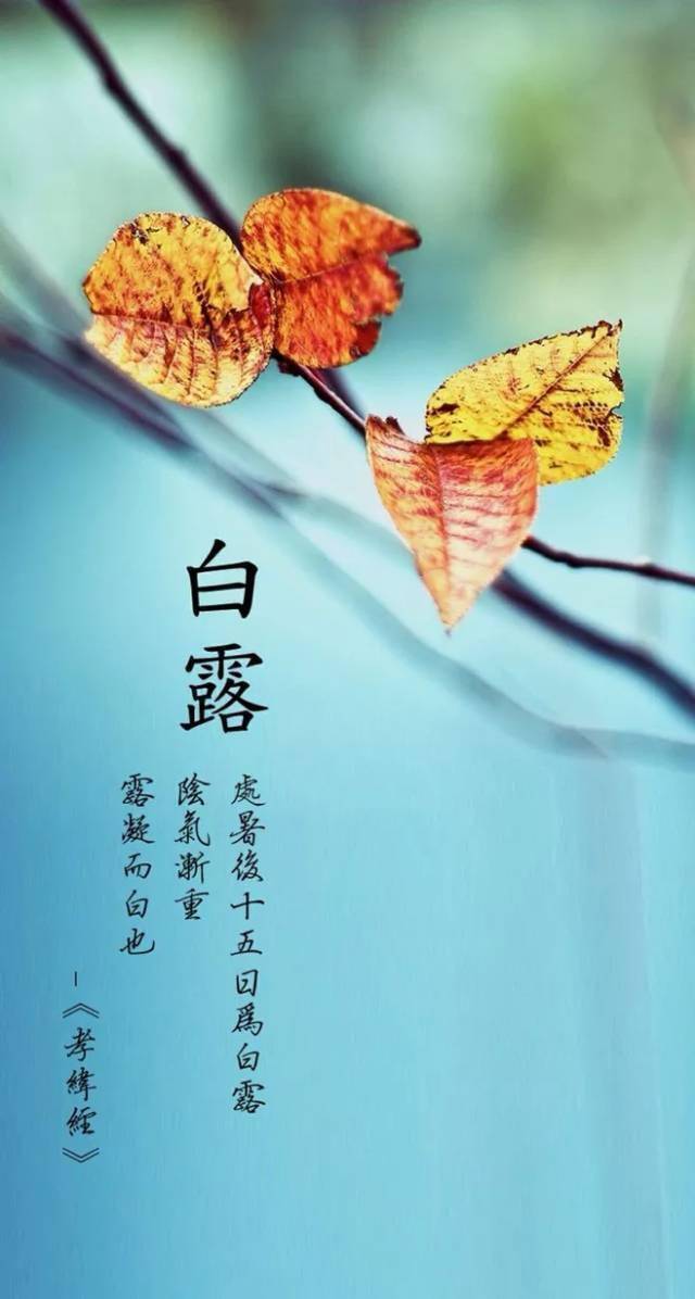 今日白露:梧桐叶落,天下知秋