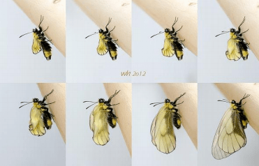 化茧成蝶的图片 511b12ea42e641e79e8c58ebc5f043fa.png