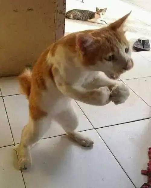 我家猫干啥啥不行,打铲屎官第一名,来看看我家的"拳击