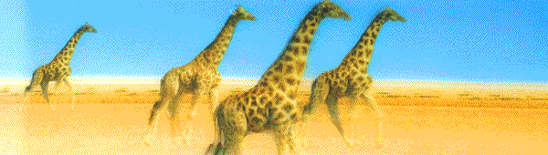 最高的陆地动物长颈鹿及能分泌天然防晒剂的河马