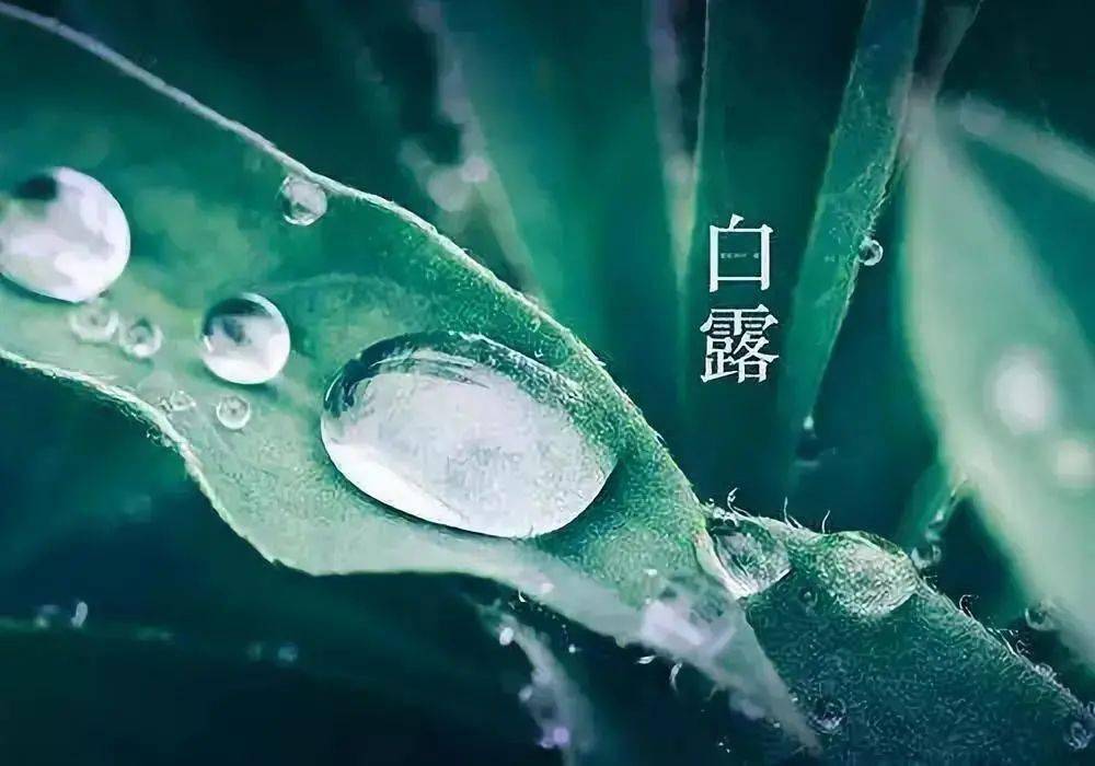 今日白露 | 清风至,白露生