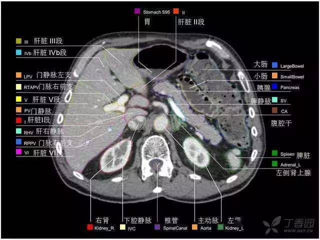 掌握这篇解剖,晋级腹部ct影像诊断高手!_图谱