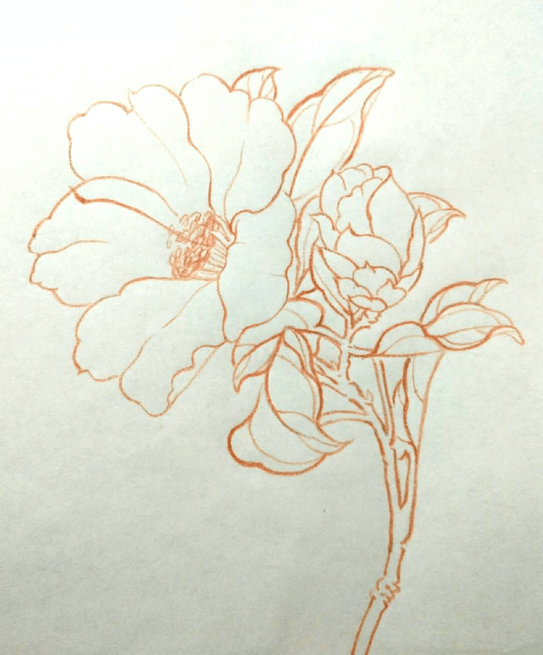 手绘线稿花卉植物线稿一组彩铅手绘花卉
