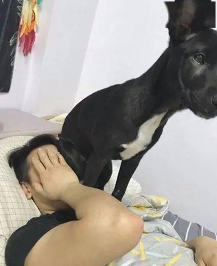 狗为啥喜欢坐在主人脚上 2f72096576bc403bb3f30ec13c5ba7ad.jpeg