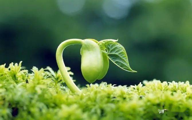 安博app官网：
农博士在线——科学使用植物生长调治剂