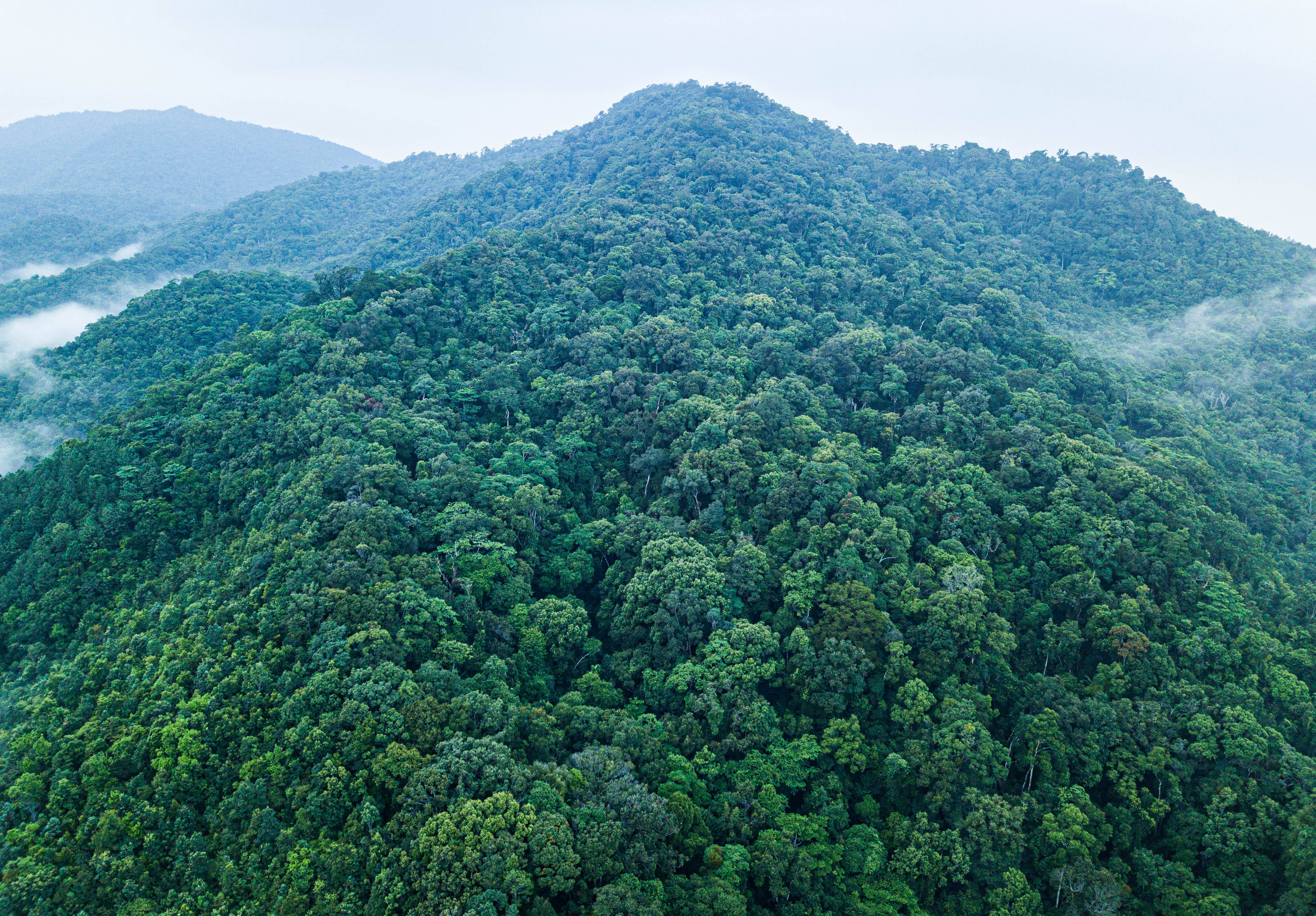 日走进海南热带雨林这是9月1日拍摄的海南黎母山热带雨林(无人机照片)