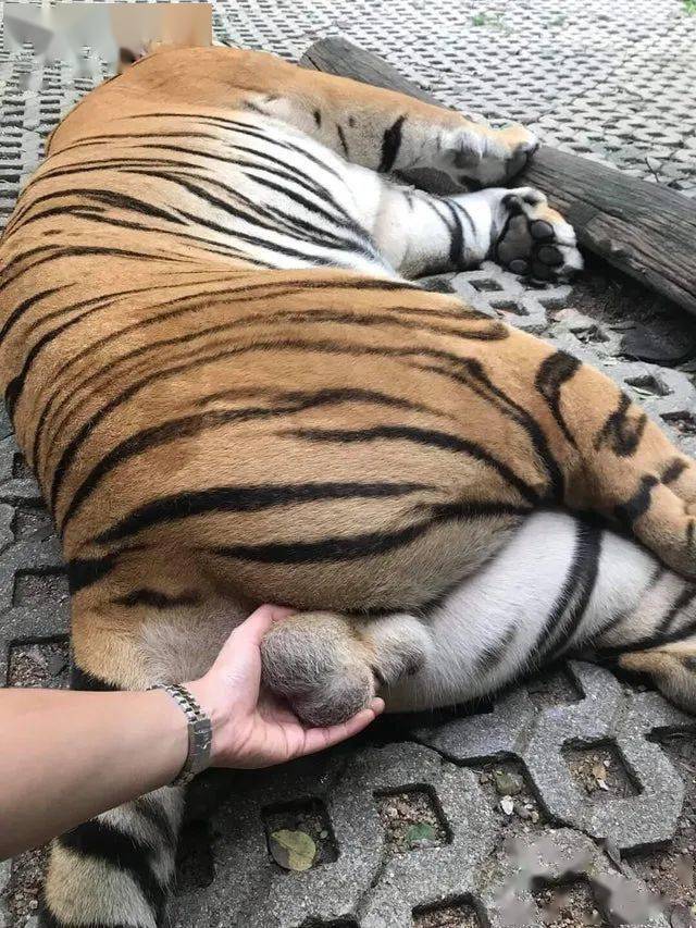 虎蛋