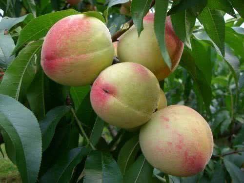 维生素|多吃以下四种食物，美容护肤，排毒瘦身，甩掉小赘肉秋天来了