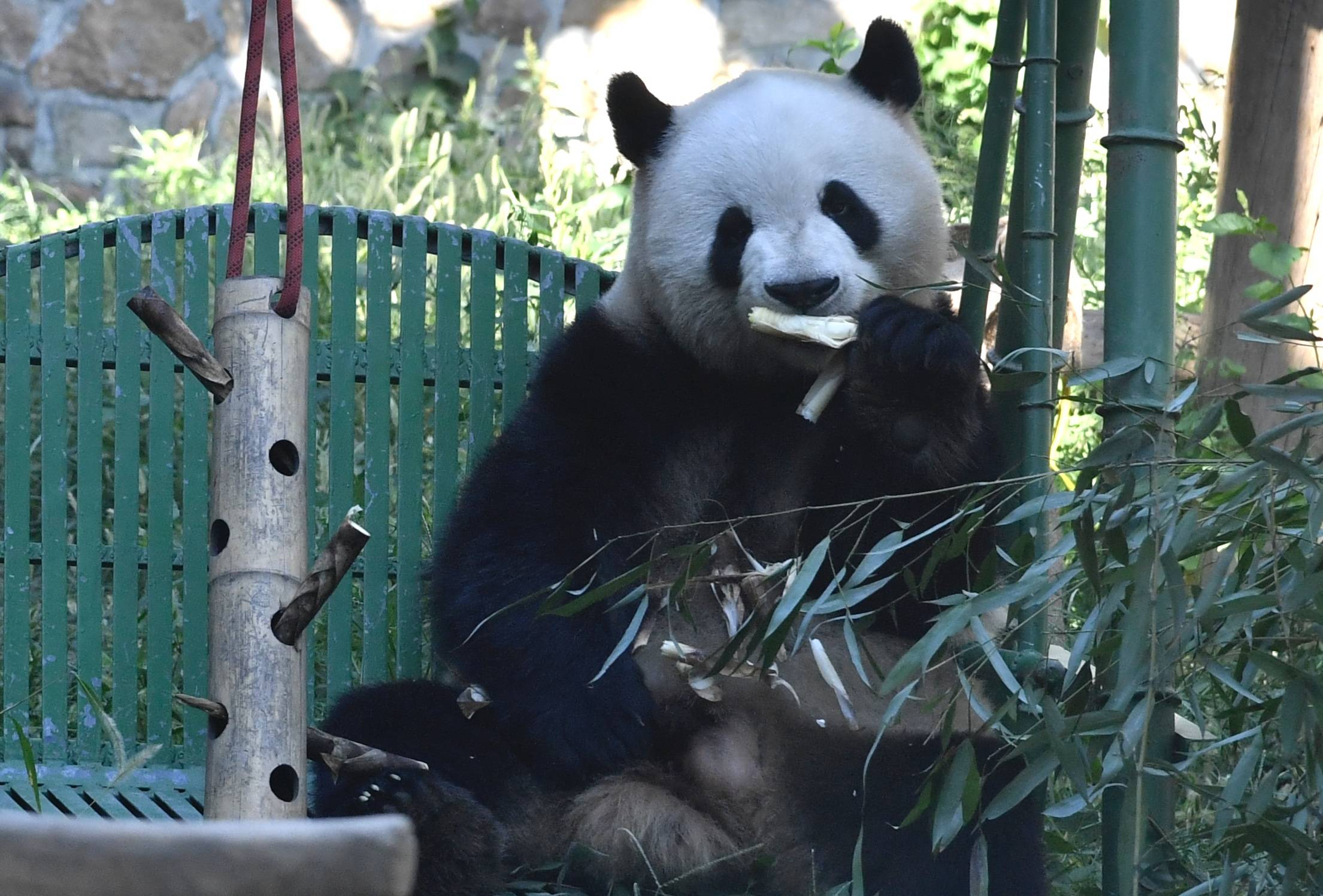 【携程攻略】南京红山森林动物园景点,很不错的一次亲子游，孩子玩儿的很开心。就是里面的饭太难吃了，贵且…