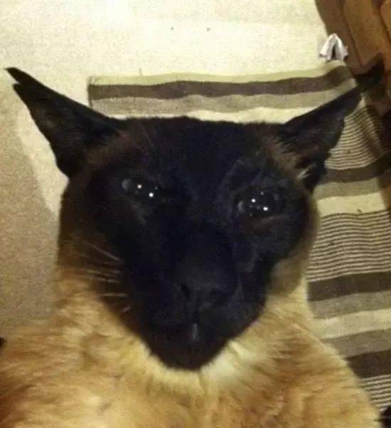 如何让人变成一只猫 07585018ebf145e3b7175f92a648f54c.jpeg