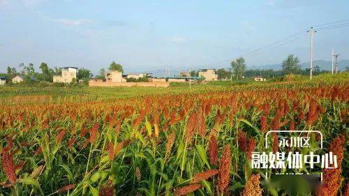 成都红高粱人均消费_红高粱九儿图片(2)