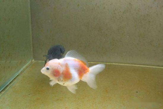 鱼多久会缺氧 24393efe44184376ad65d0b67cc686f9.jpeg