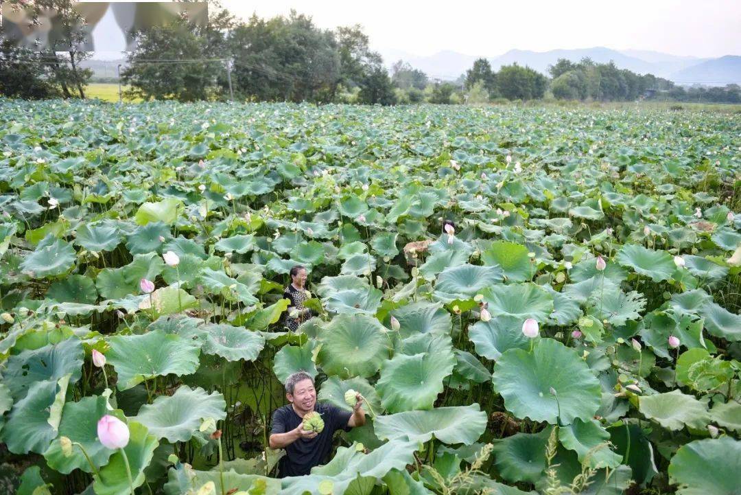 这里的小莲子打造出了大产业~_种植