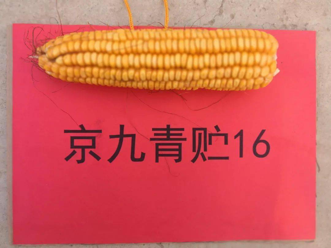2020中国青贮玉米产业发展大会,大京九三个专家推荐品种介绍