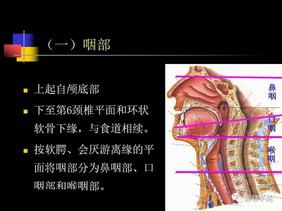 鼻咽部ct解剖