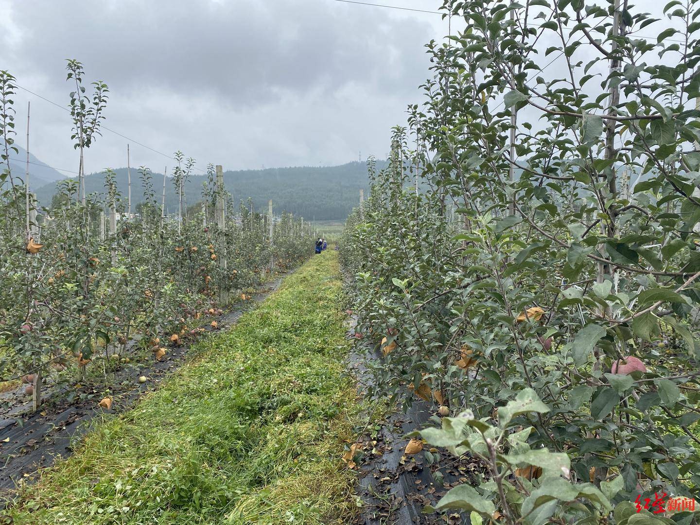 苹果|苹果出山记：小小苹果如何带动贫困县“造血”脱贫？