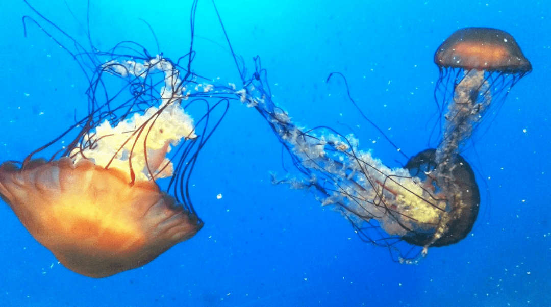 水母世界值得拥有吗 99c06d8b78f8438e8ae55bacefbd4c66.png