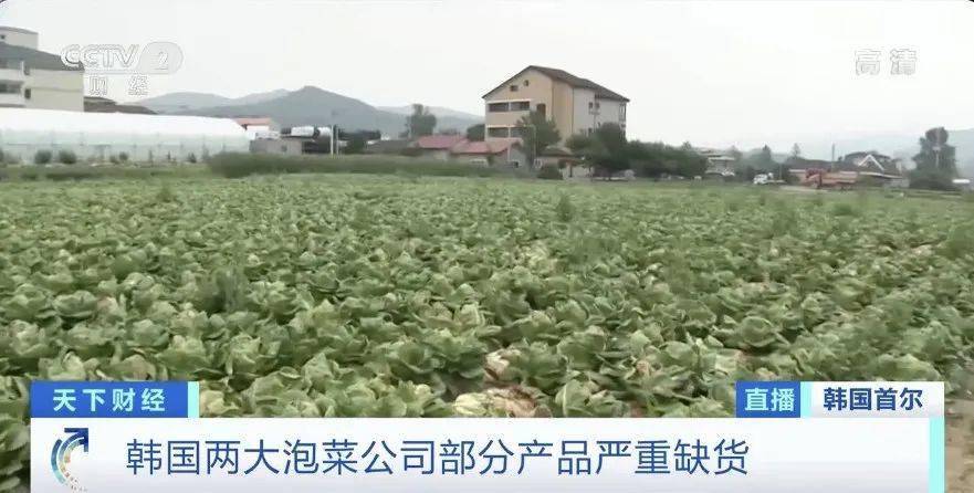 白菜|韩国两伙盗贼在同一块地里偷菜 咋回事儿？