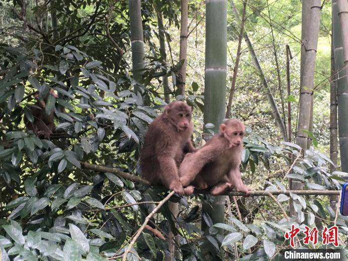 近年来,武夷山自然保护区对野生动物的保护力度加大,猕猴数量增