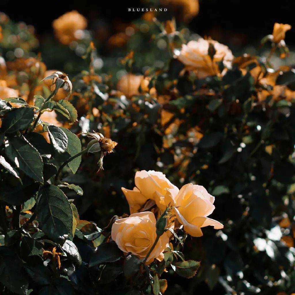 背景图朋友圈简单鲜花 e03611549b1d4e7d913b57173d29d96d.jpeg
