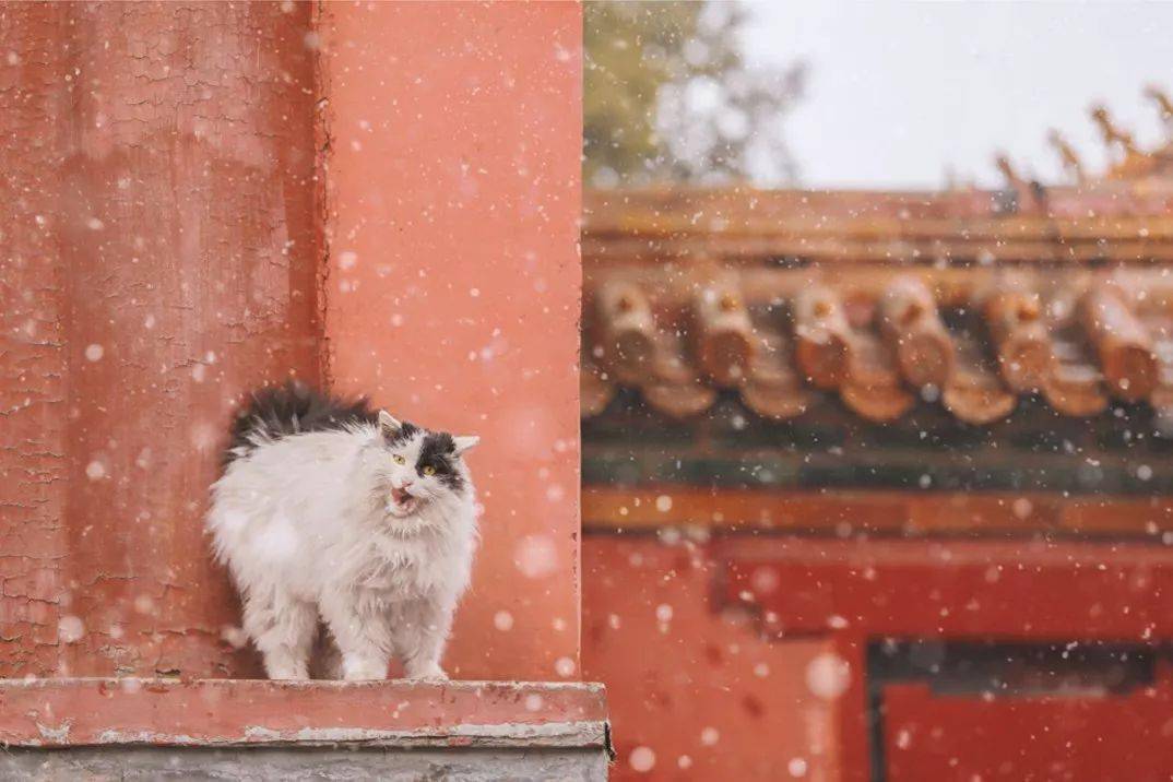 一年30多趟故宫她拍的故宫猫每1张都萌到犯规