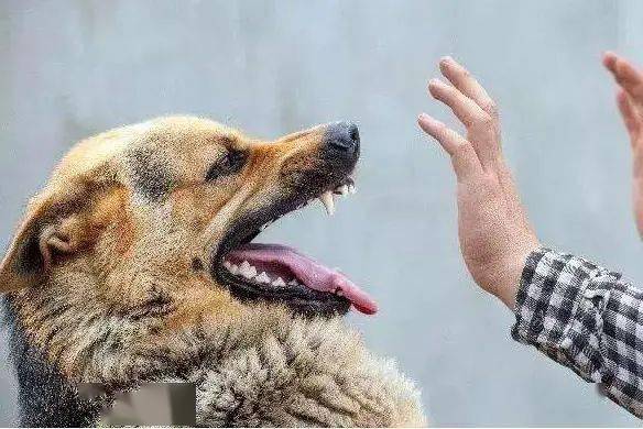 狗为啥会舔手 1ca04168d98b4072a2d3d32ae1d22d9e.jpeg