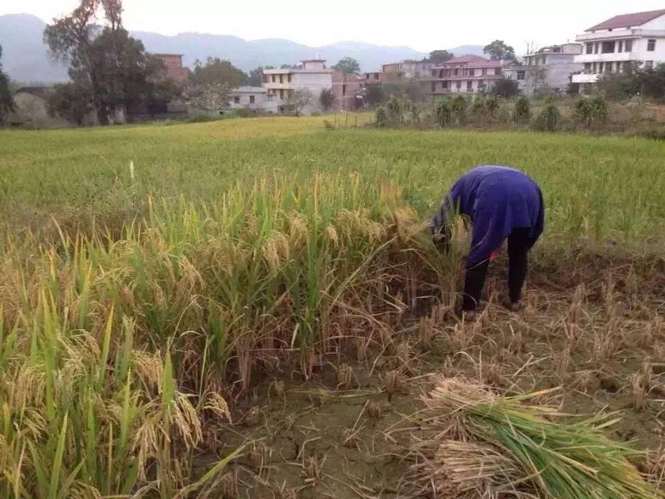 高安有多少人口_北流隆盛镇有多少人口(2)