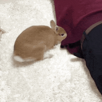 35a2ed8b1bd345d49ab0ba7d12ef3cdd.gif