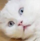 canva|近期做的最后悔的一件事：打开了王霏霏的vlog...