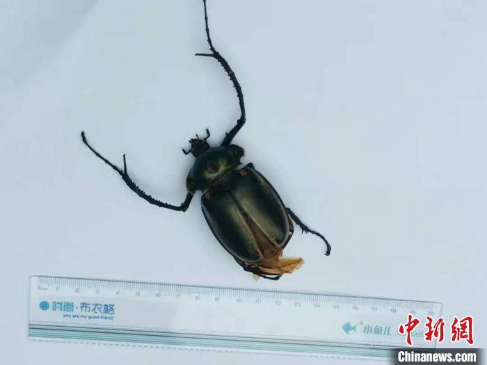 金龟|浙江龙泉发现国家二级保护动物阳彩臂金龟