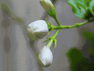 肌肤|因为粗糙的手,丢了颜值还越来越自卑,还好有它拯救了....