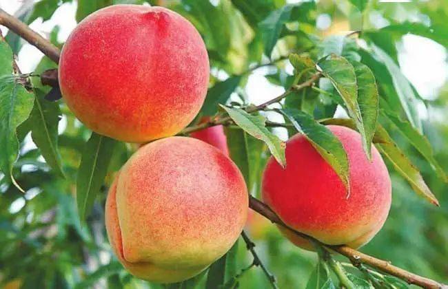 香水|牙膏界的“香水W子”！刷完牙，嘴里感觉喷过香水！