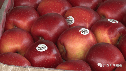 玫瑰|秋果上市，阳光玫瑰葡萄等水果“新宠”价格有所下降