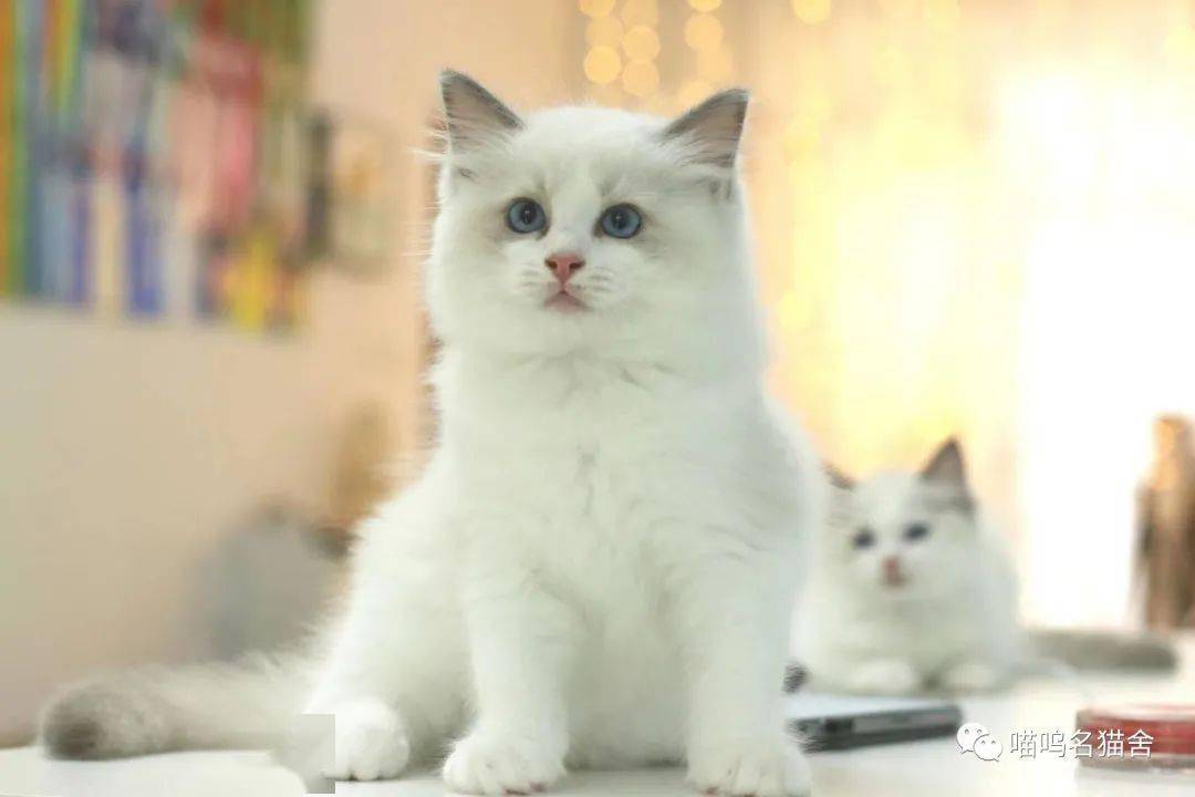 怎么挑选健康的猫咪玩具 1bcebcc17b384829b3deebef66c45e04.jpeg