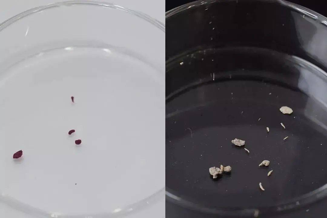 潘达|日本20年老木头,经1300°高温烧成“变态黑炭”,几分钟溶掉黑头,太神奇!