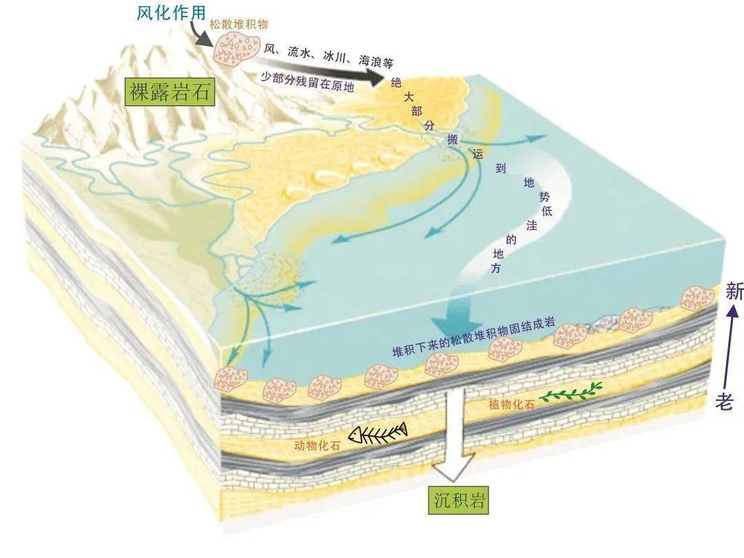 沉积岩的形成过程示意图