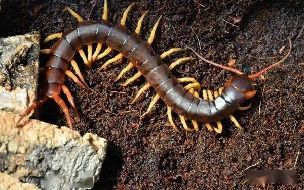 世界最大的蜈蚣,主要分布地加勒比海中的特利尼达岛,巴西等亚马逊河