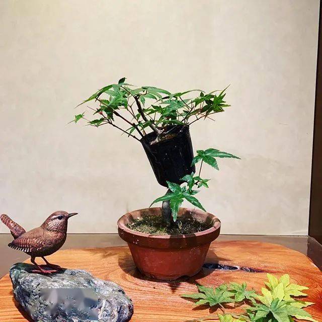 家里摆点小盆景,雅致!