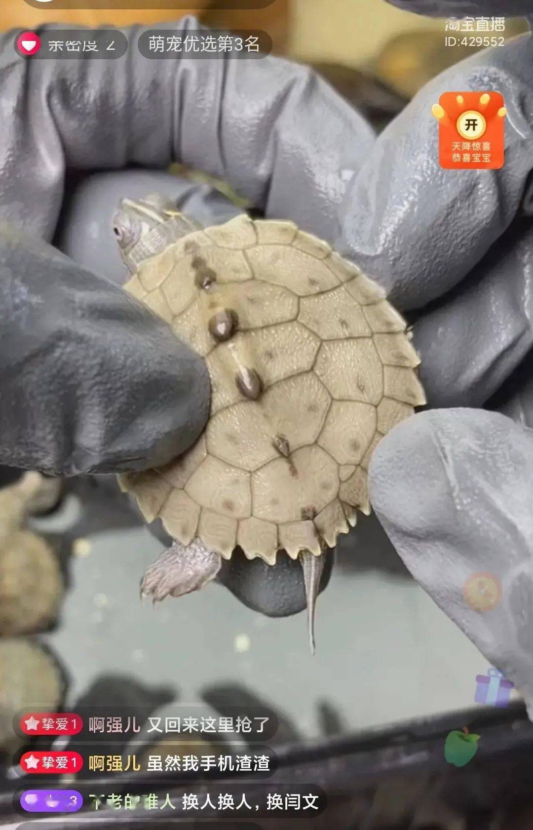 视频|每5秒一场宠物直播 萌宠短视频催生新经济“养活”铲屎官