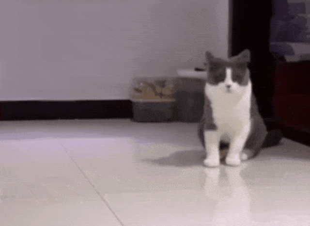 猫:开车当老司机,朕才是专业的!