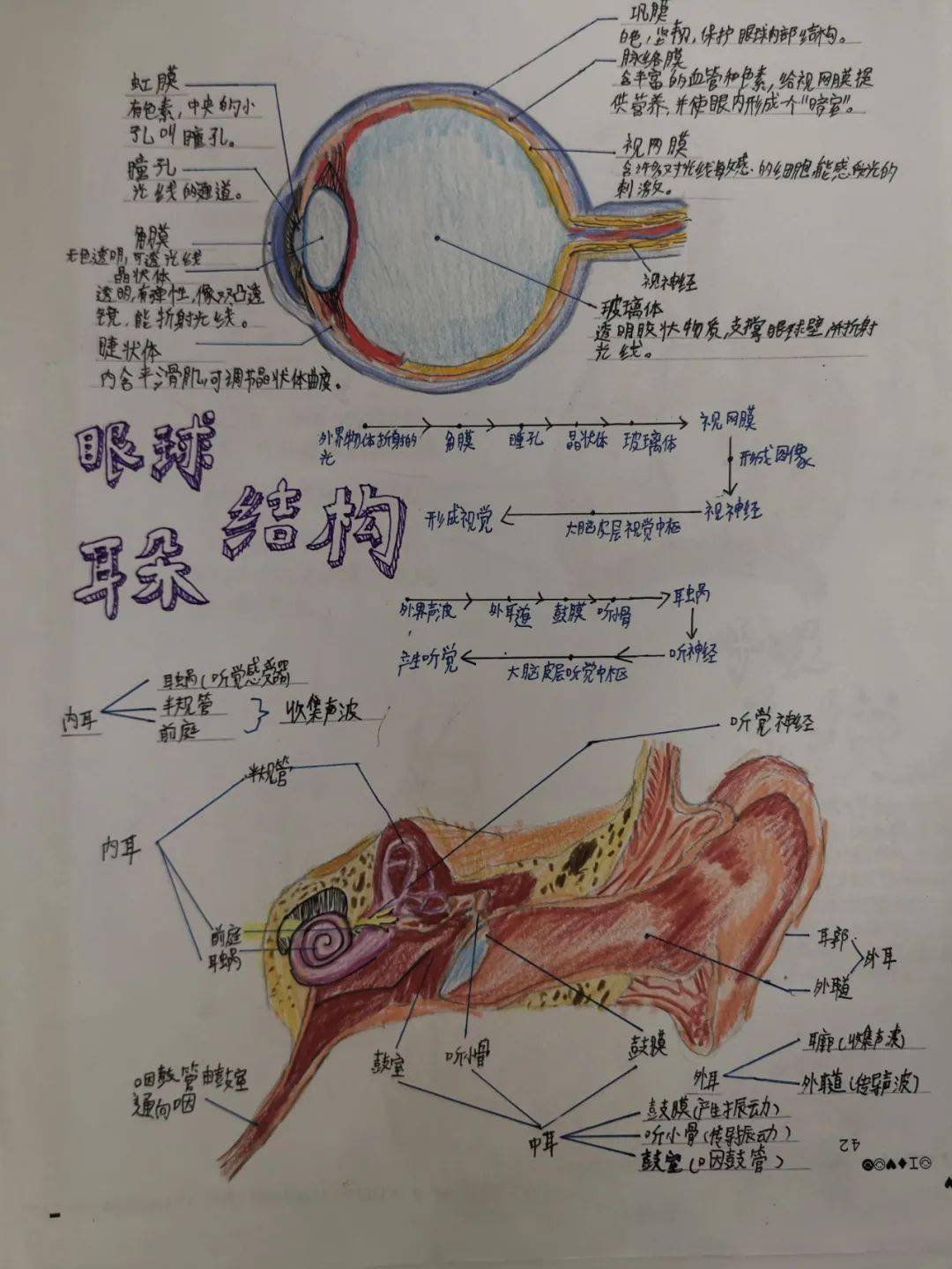 描写人体器官