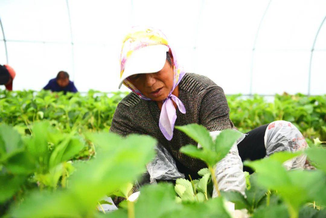 什么时候种大葱葱苗 9421adceb3644e638a6970ba1dc62b19.jpeg