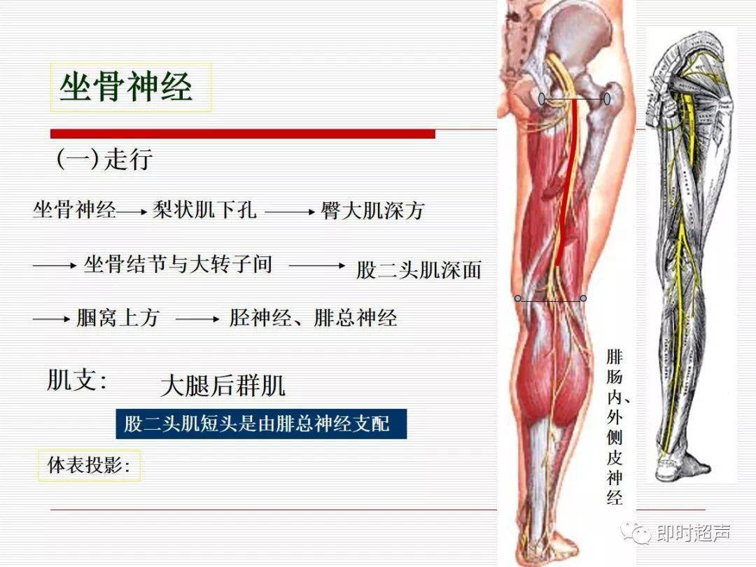 下肢解剖(全)