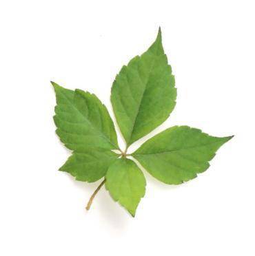 爬墙虎的叶子 da74b1342f4d4f949e73dd9ca0be4d72.jpeg