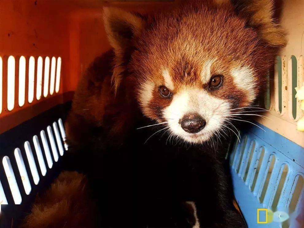 每一只小熊猫都是一个黑洞_搜狐网